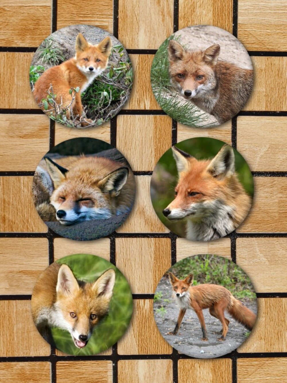 Fox Fridge Magnets Set Of 6 Metal Magnets Home Office Kitchen Woodland Animal